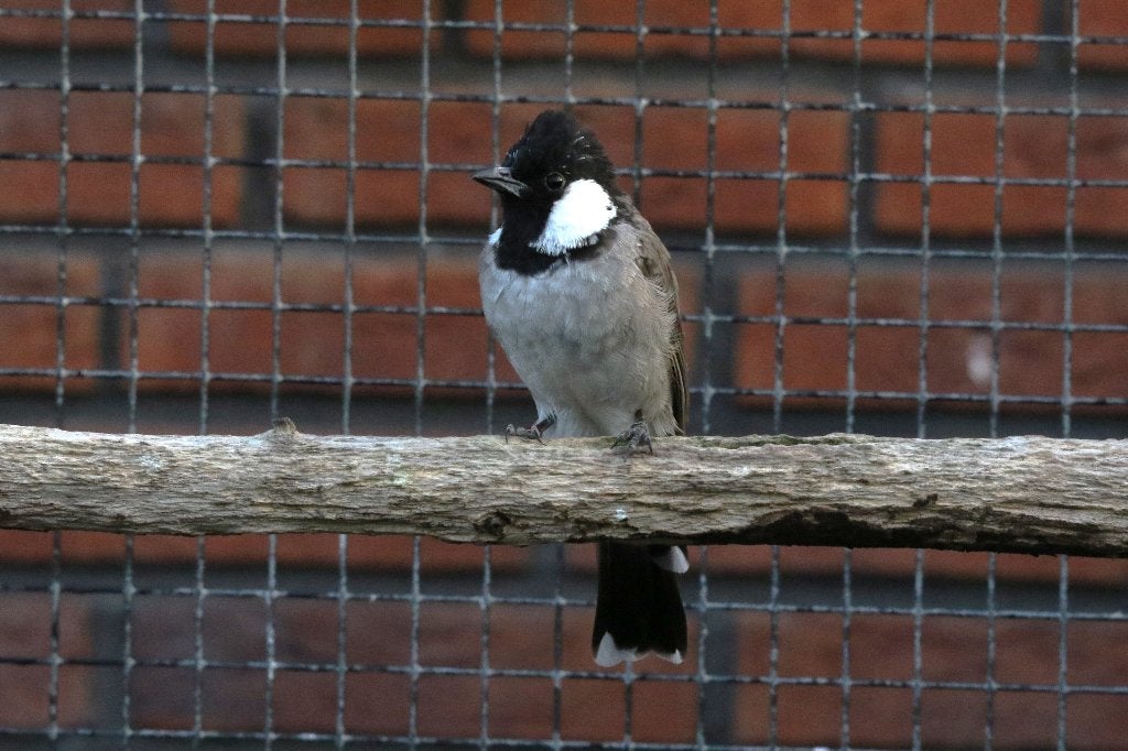 Witoorbuulbuul man, Mannelijk, Tropenvogel, Geringd