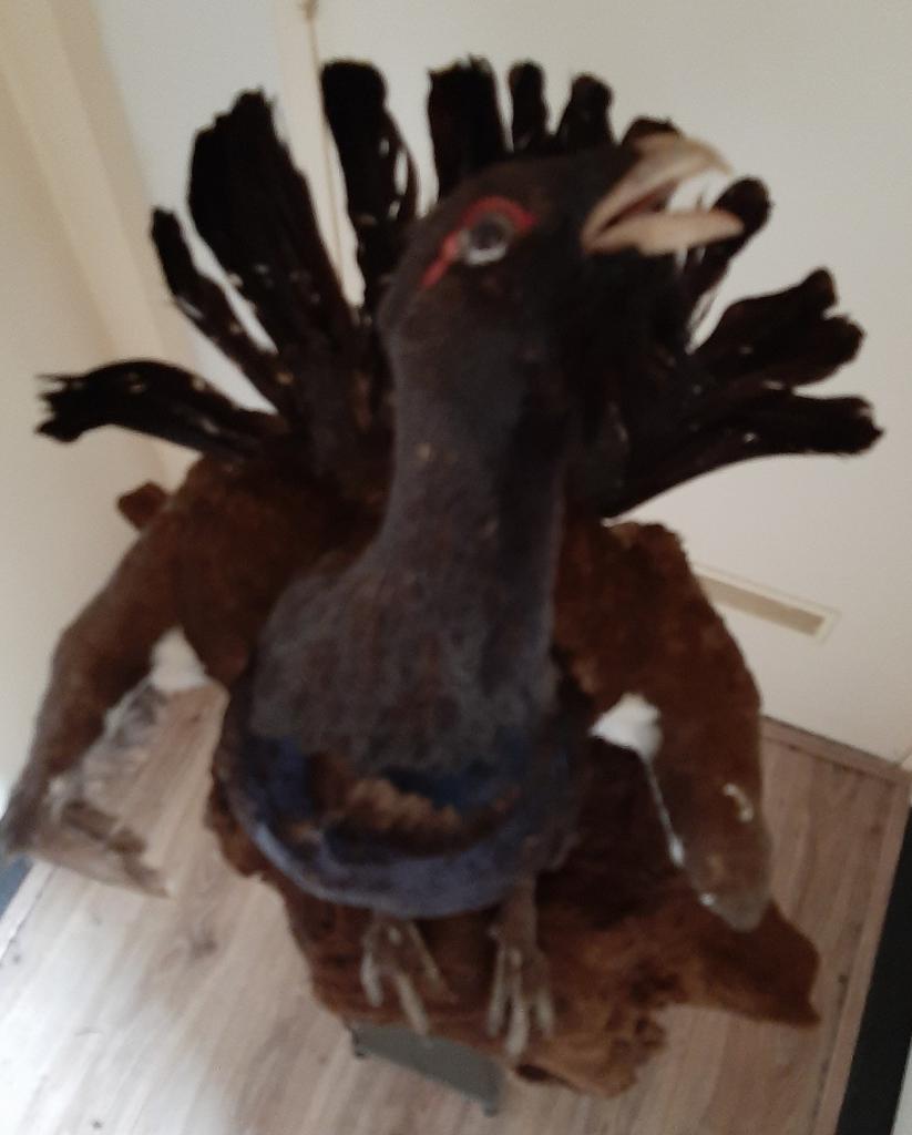 Grote opgezette auer haan, Ophalen of Verzenden, Gebruikt, Vogel, Opgezet dier