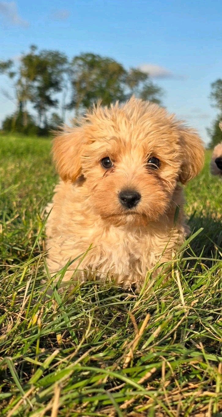 woezel  & Pip  wij zijn beide reutjes, Dieren en Toebehoren, Overige rassen, Meerdere, Meerdere dieren, Nederland