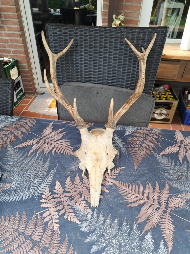 Gewei groot 62cm bij 42cm edelhert, Verzamelen, Dierenverzamelingen, Ophalen of Verzenden, Zo goed als nieuw, Hert, Gewei of Kop