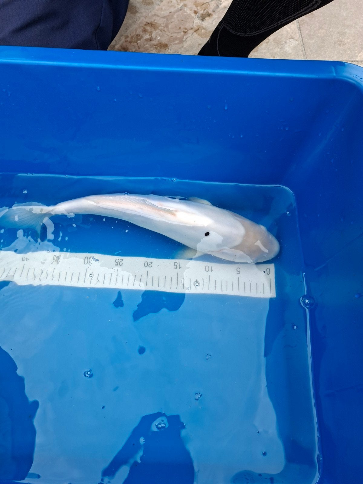 Mooie witte Doitsu koi, Dieren en Toebehoren, Vissen | Vijvervissen, Karper of Koi