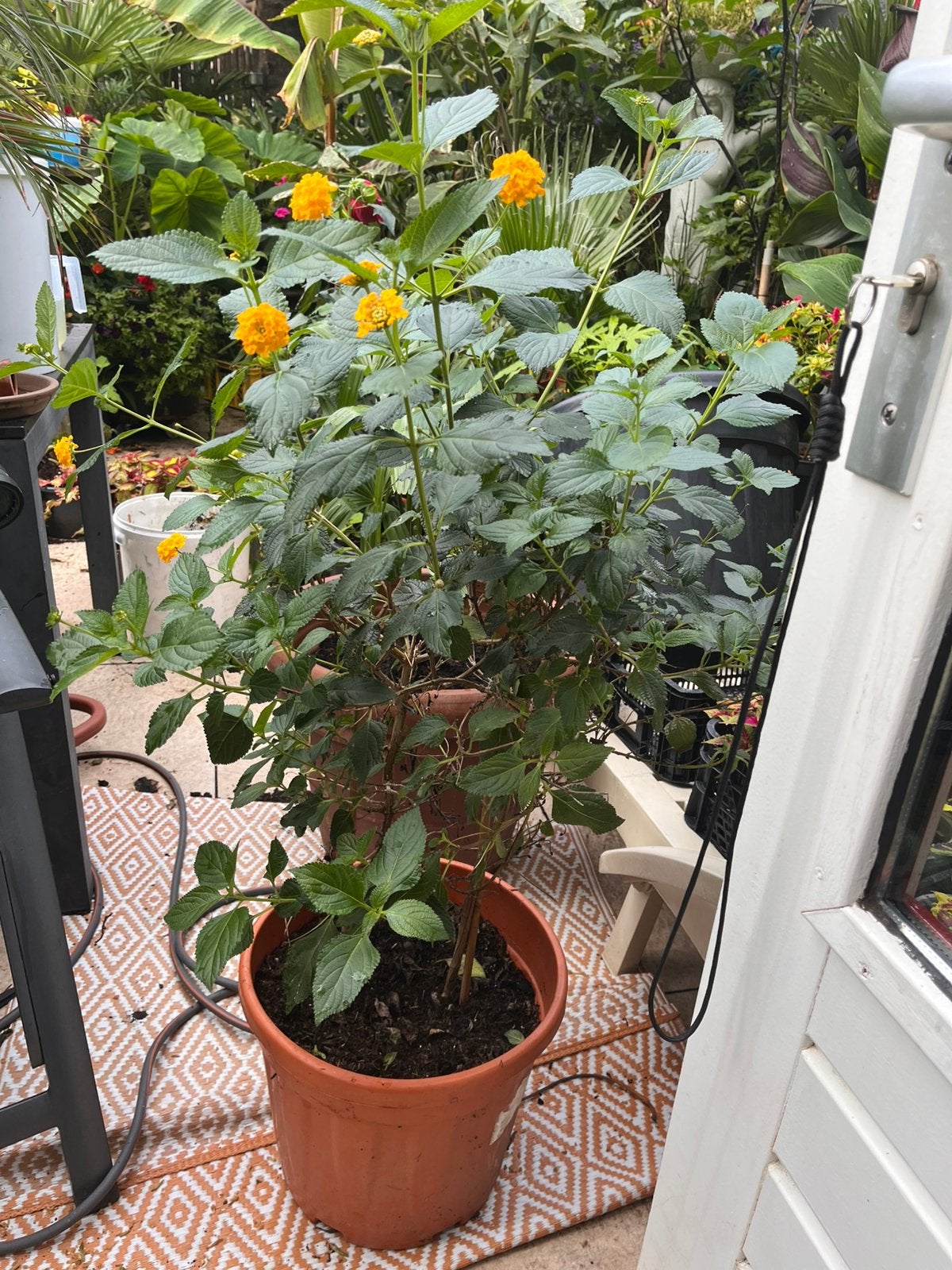 Lantana’s op stam, Ophalen, Overige soorten, Volle zon