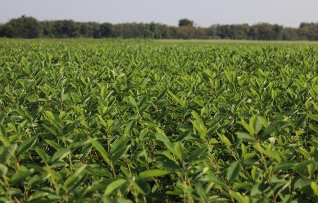 Portugese laurier, Ophalen, Laurier, 100 tot 250 cm