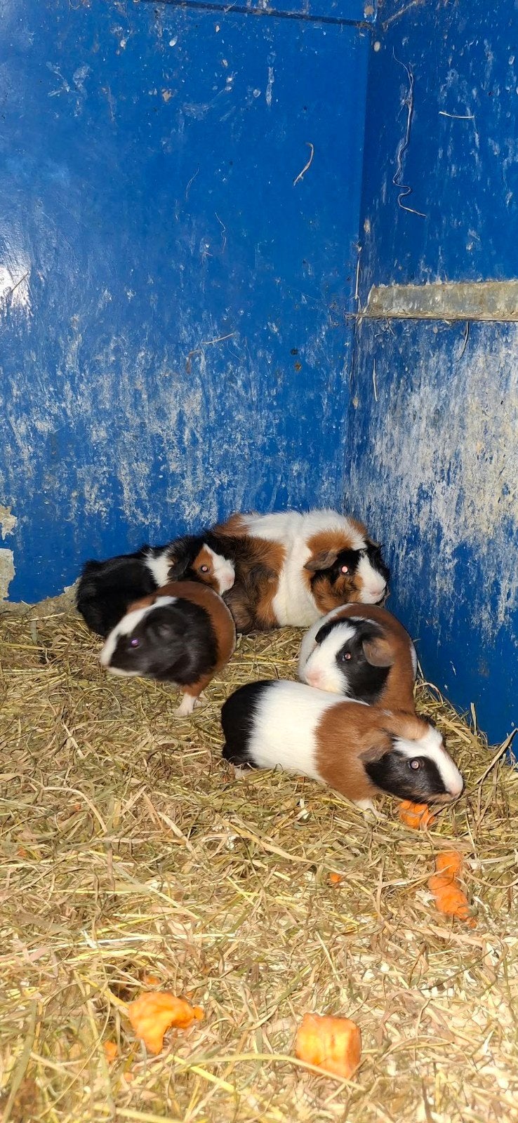 cavia beertjes, Dieren en Toebehoren, Augustus, Mannelijk, Cavia