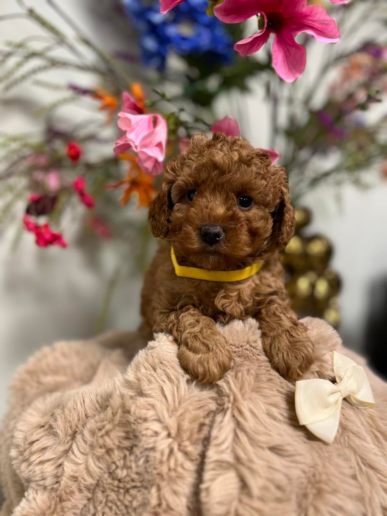 dwerg/toypoedel pups, Poedel, Parvo, 8 tot 15 weken, Meerdere