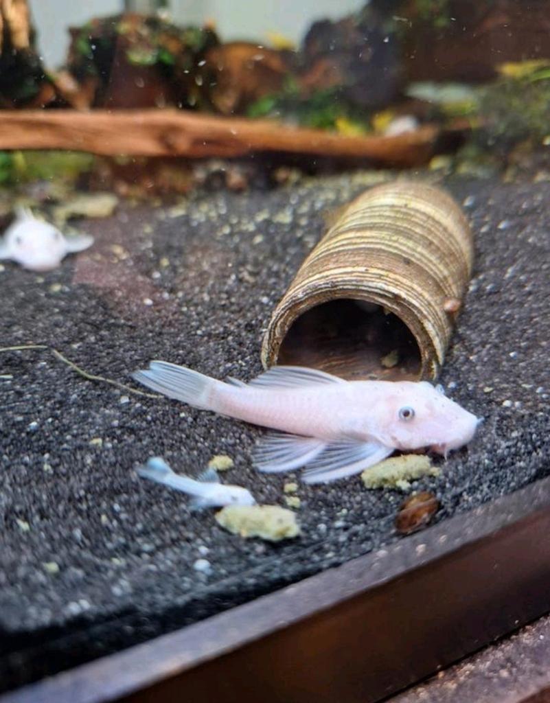Snowwhite ancistrus, Vis, Zoetwatervis