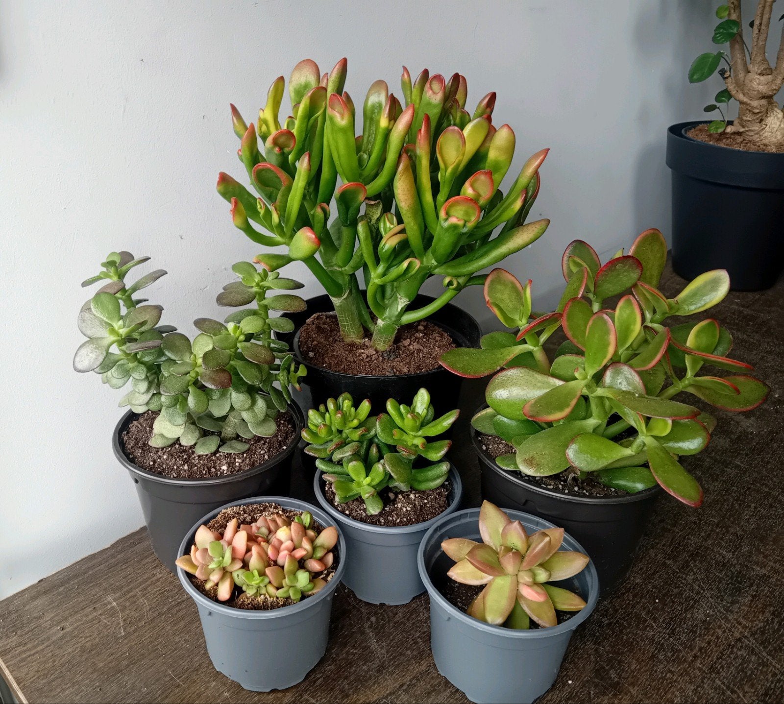 6 vetplanten 10-30cm, Ophalen, Vetplant, In pot, Minder dan 100 cm