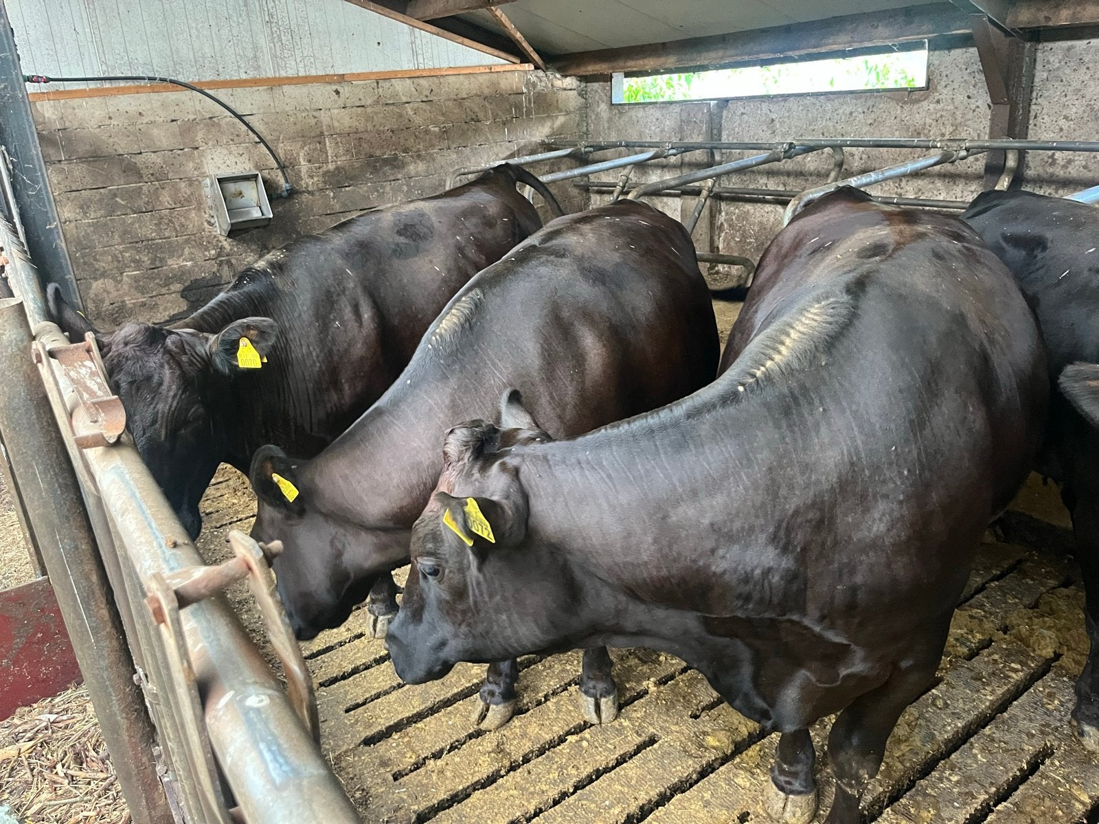 Dragende koeien black angus/wagyu, Dieren en Toebehoren, Vrouwelijk
