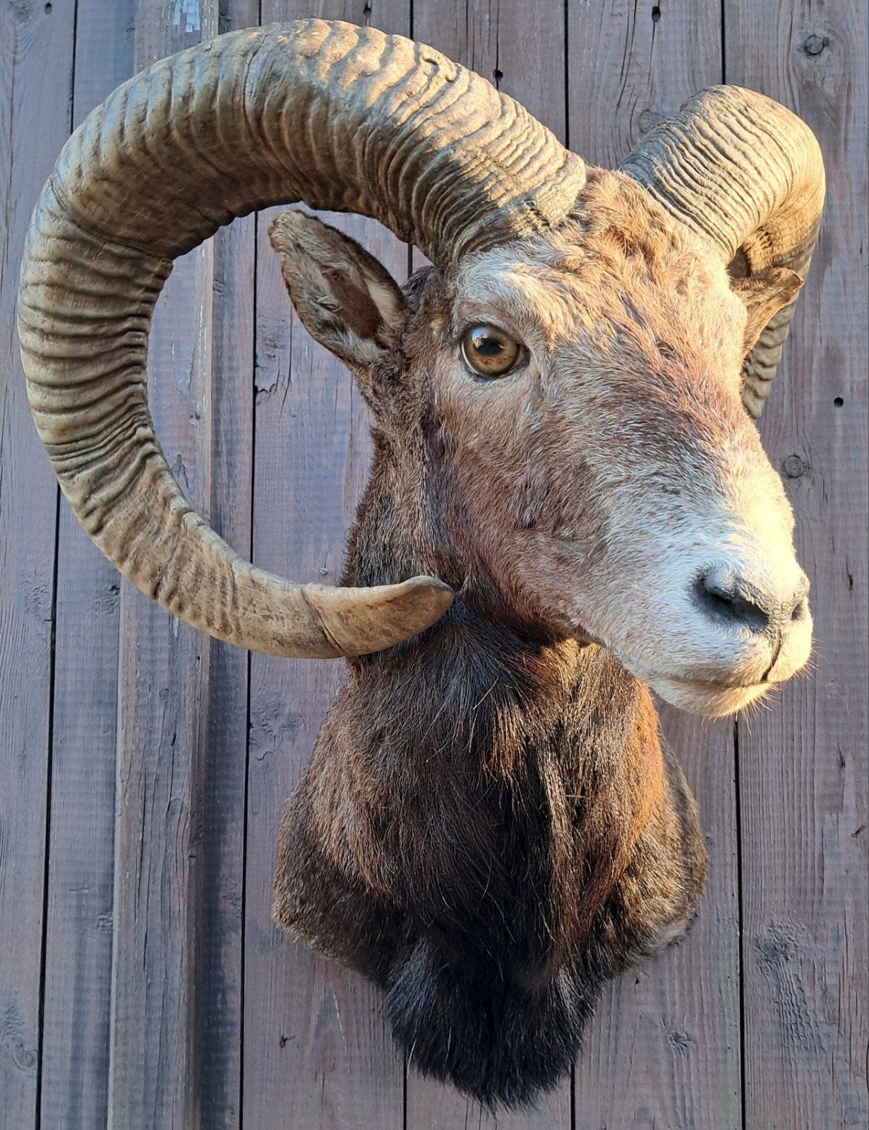 Eyecatcher: Grote moeflon ram, zeer grote hoorns Opgezet, Ophalen of Verzenden, Zo goed als nieuw, Wild dier, Opgezet dier