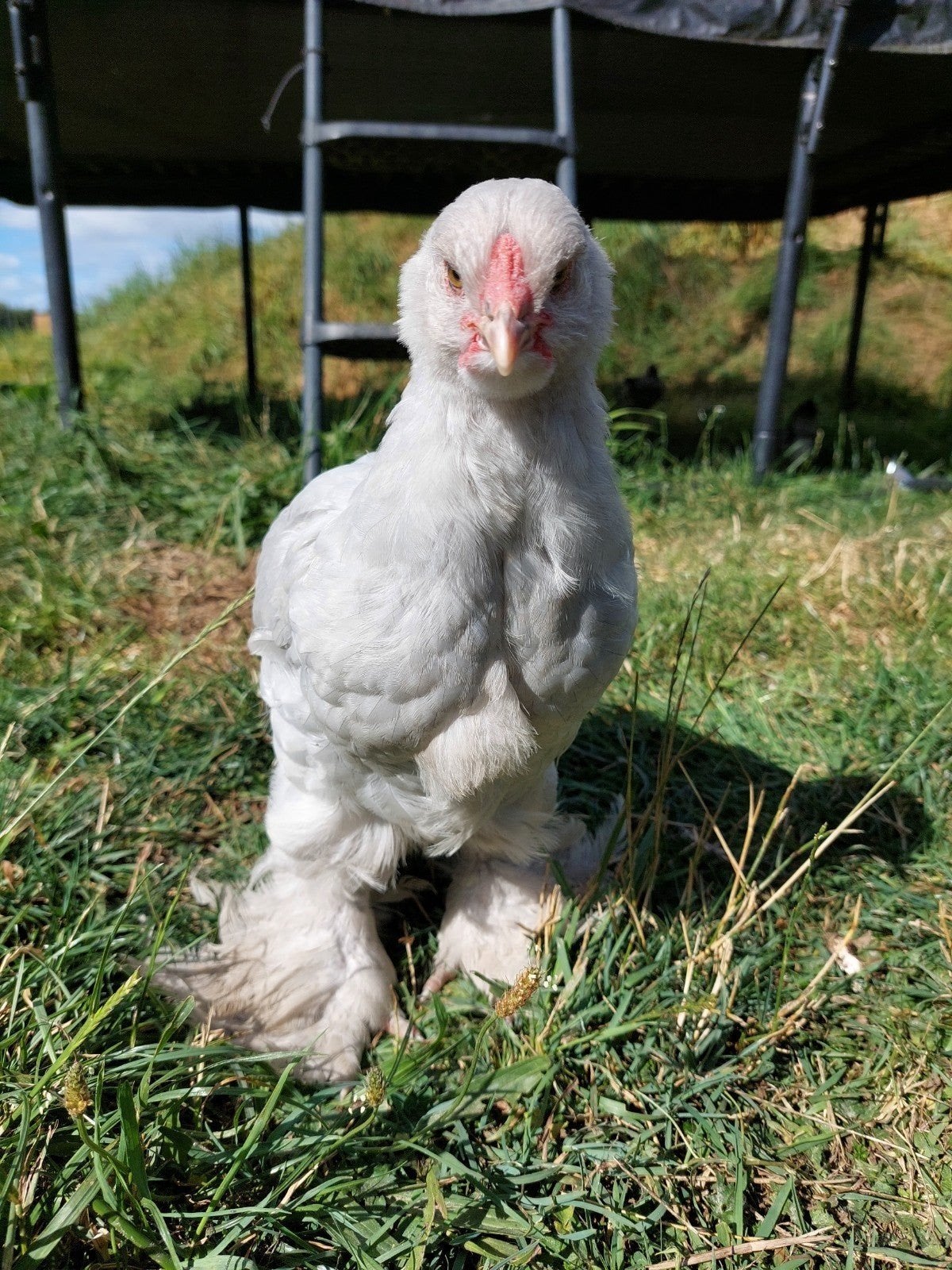 Brahma haan 8 weken oud, Dieren en Toebehoren, Pluimvee, Mannelijk, Kip
