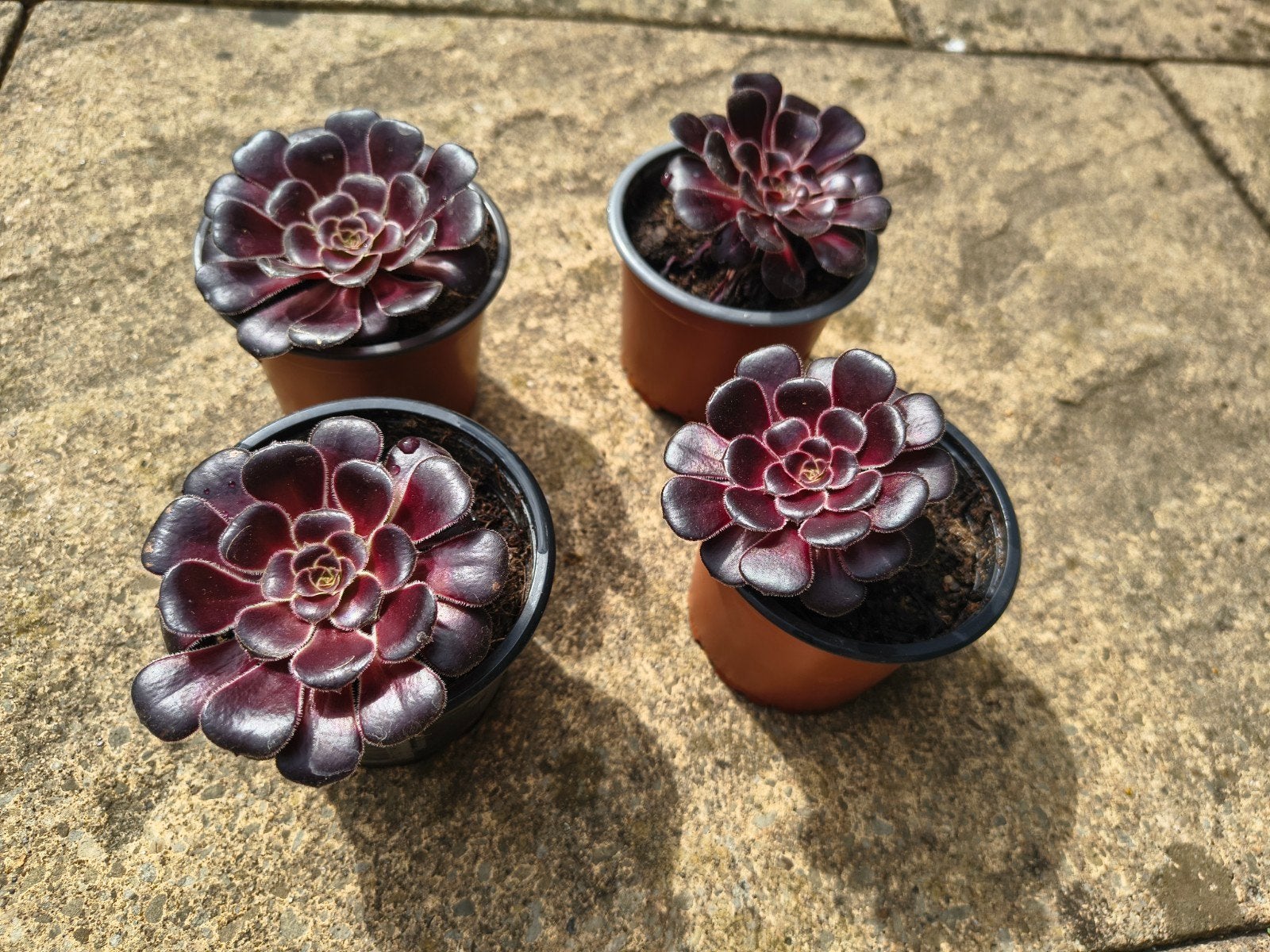 Aeonium 'Zwartkop' - Zwarte vetplant, Volle zon, Vaste plant, Zomer, Ophalen