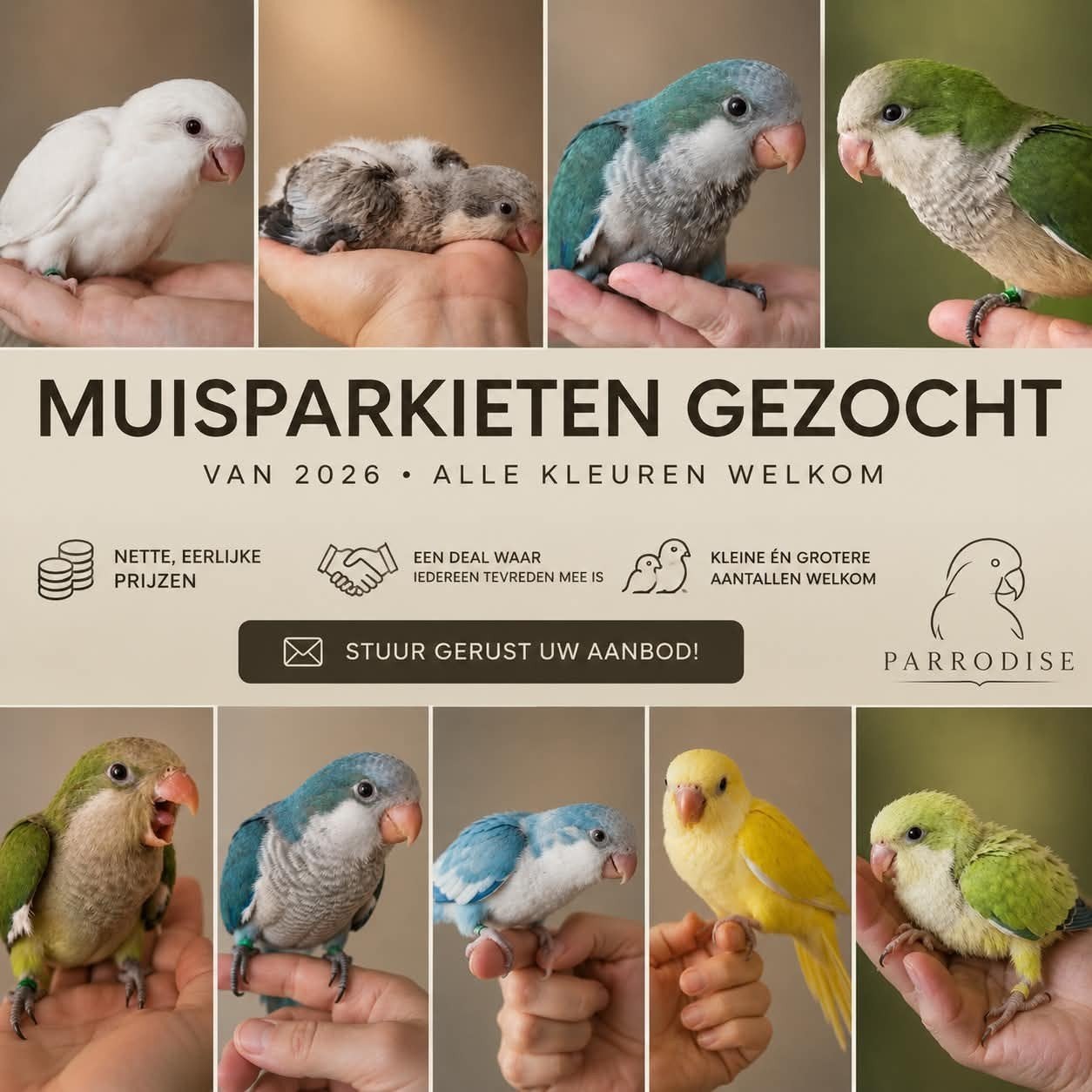 GEZOCHT JONGE MUISPARKIETEN