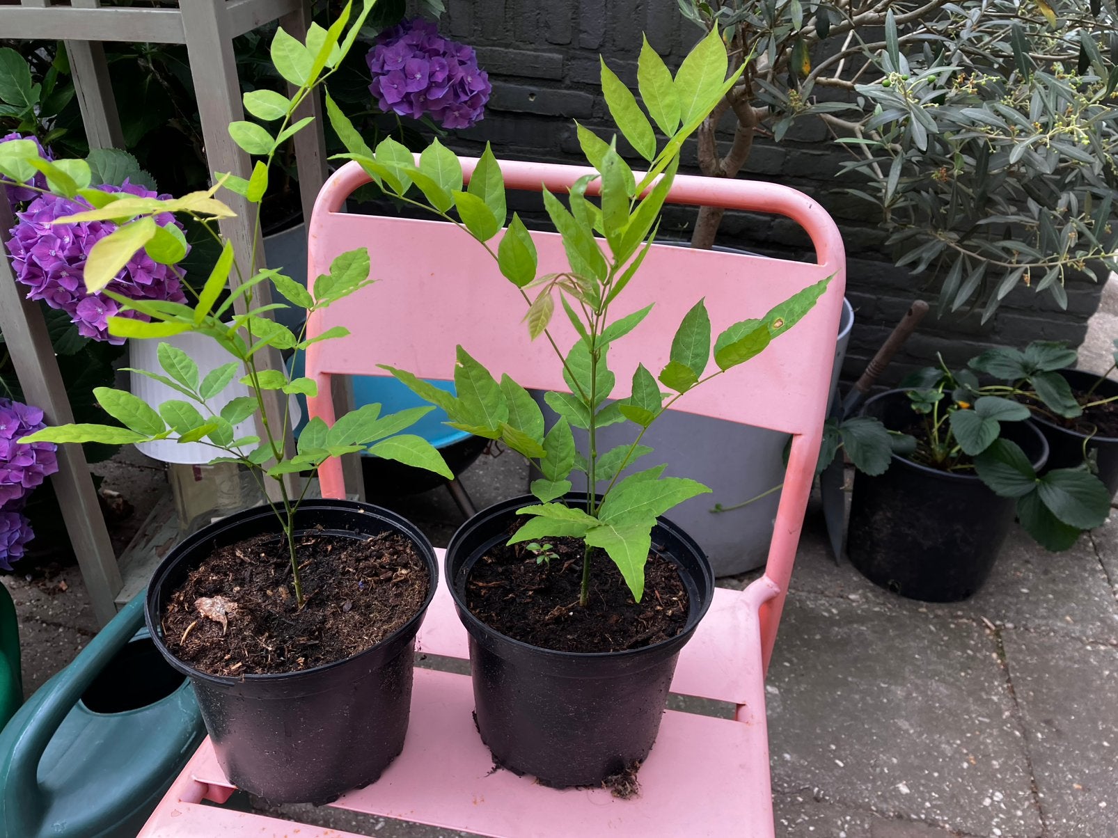 Witte regen stekjes, Ophalen, Klimplanten, Volle zon