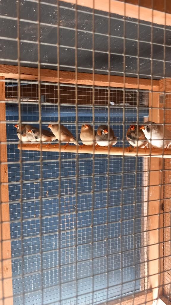 Zebravinken., Dieren en Toebehoren, Vogels | Kanaries, Meerdere dieren, Kleurkanarie