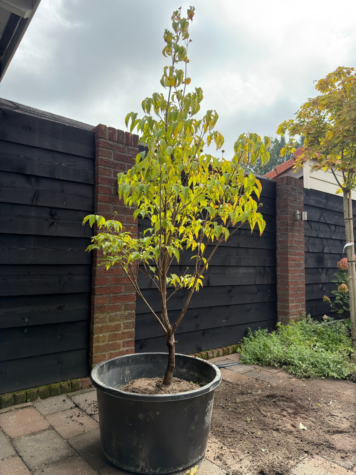 Cornus Kousa Milky Way, Ophalen, Halfschaduw, Overige soorten, Lente