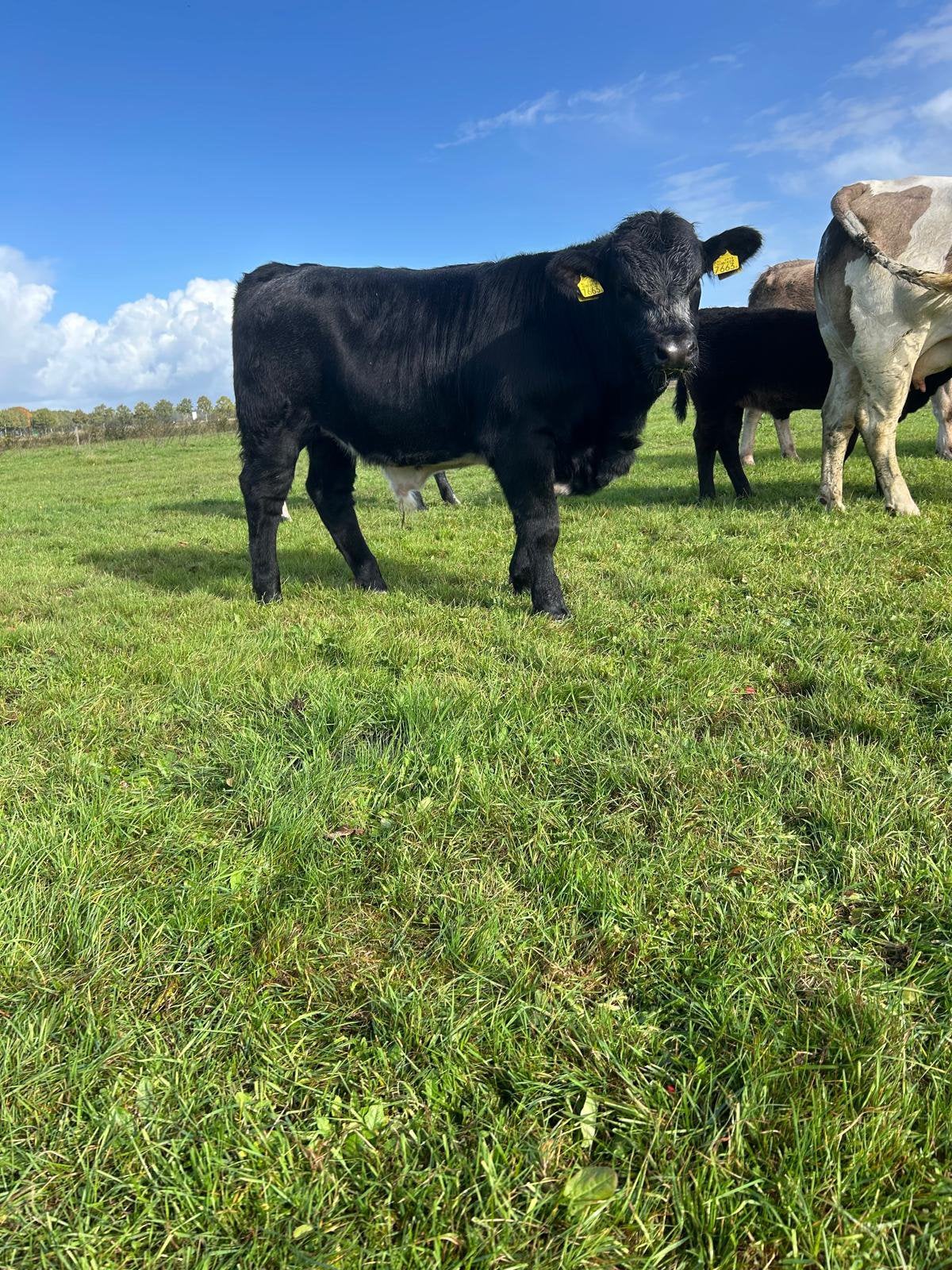 Black Angus, Dieren en Toebehoren, Geslacht onbekend, 0 tot 2 jaar