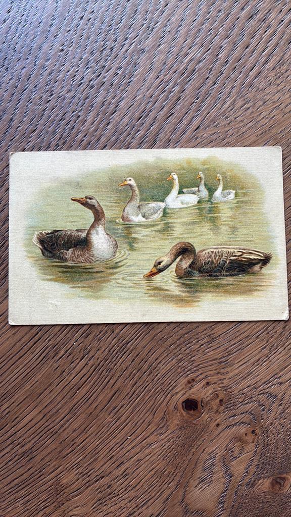 Dieren. Zwanen, eenden., Ophalen of Verzenden, Ongelopen