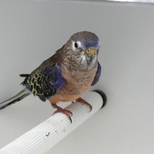 Man bourke broedrijp, Dieren en Toebehoren, Vogels | Parkieten en Papegaaien, Mannelijk, Parkiet