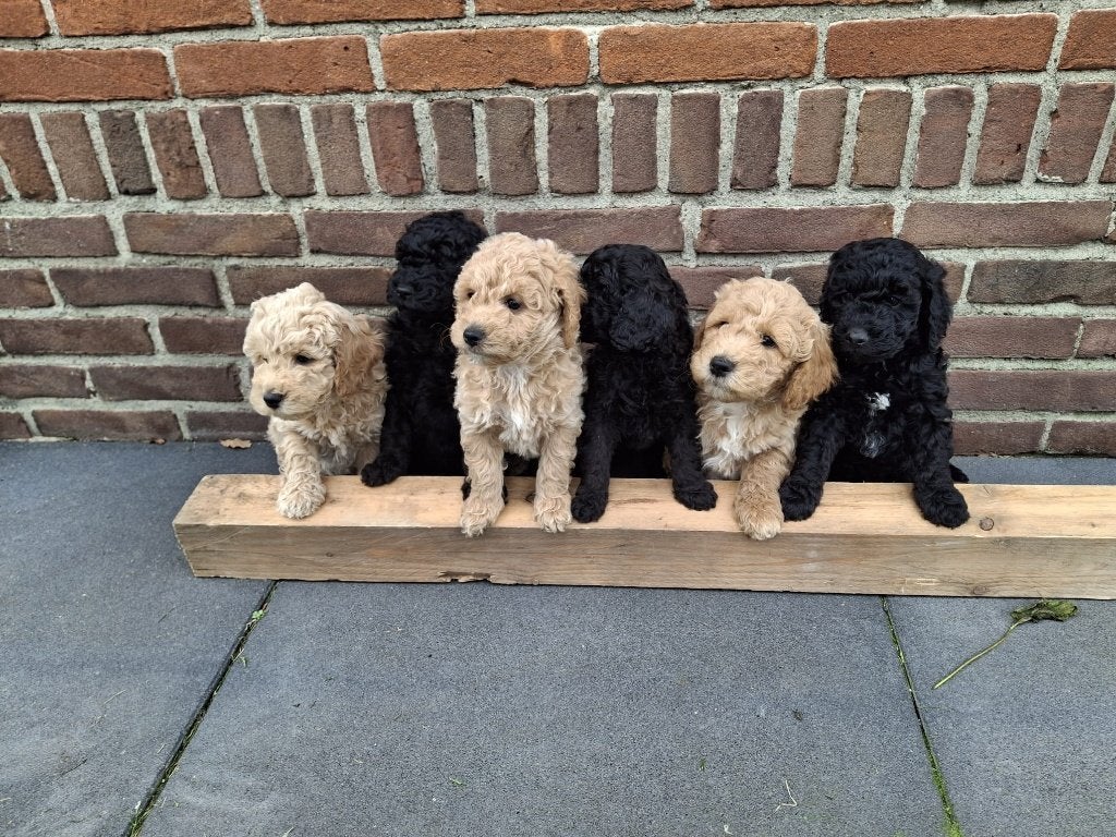 Prachtige pups mini Labradoodle, 8 tot 15 weken, Meerdere, Meerdere dieren, Klein