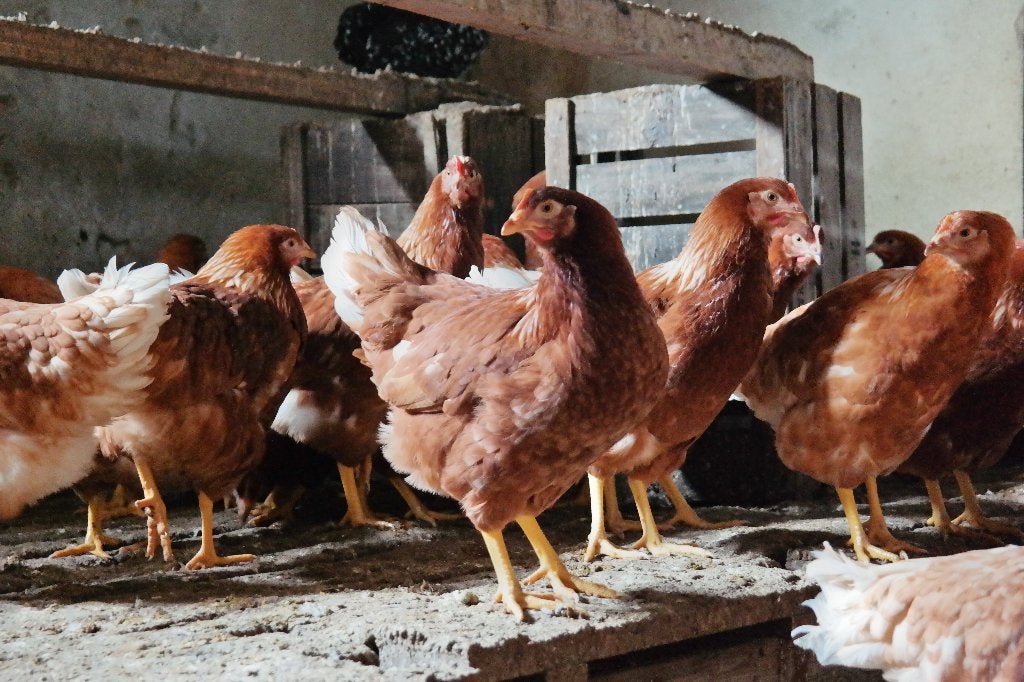 Te koop Legkippen., Dieren en Toebehoren, Vrouwelijk, Kip