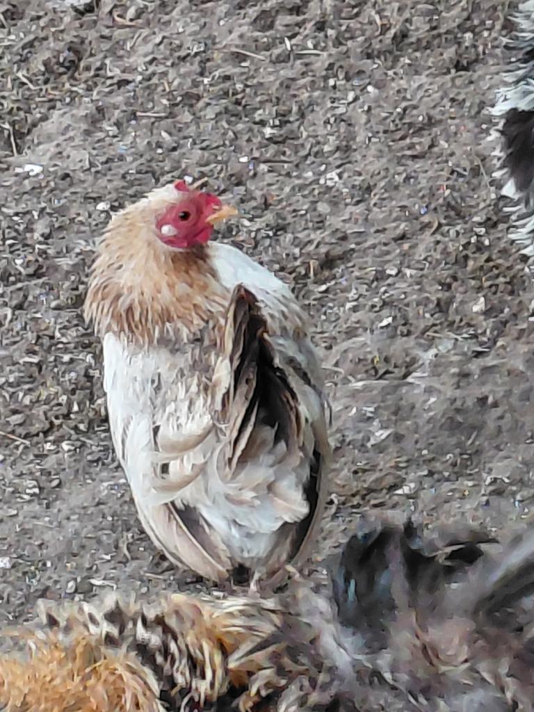 Seramahennen, Dieren en Toebehoren, Vrouwelijk, Kip