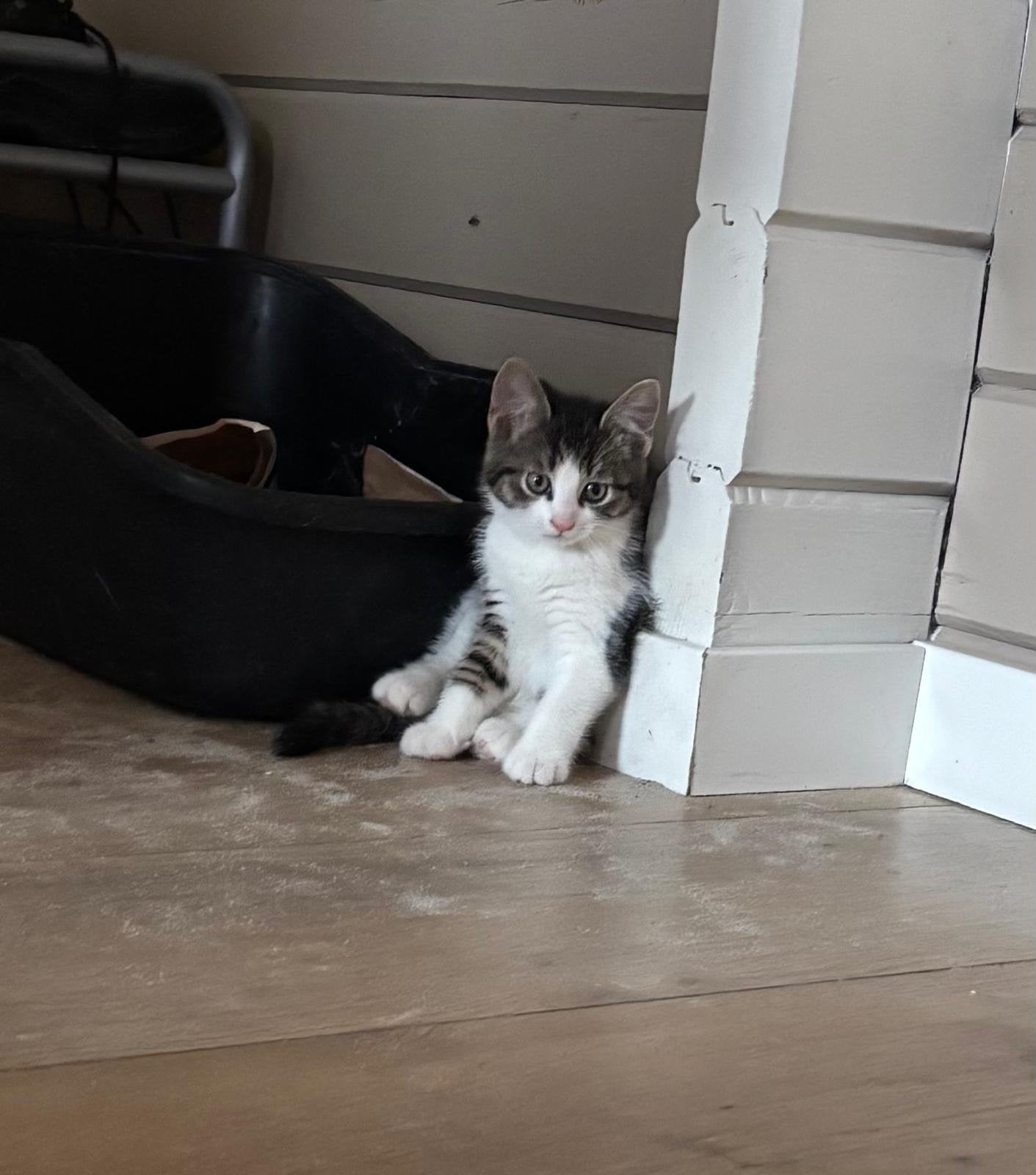 Super lieve kittens, Dieren en Toebehoren, Meerdere dieren, Ontwormd