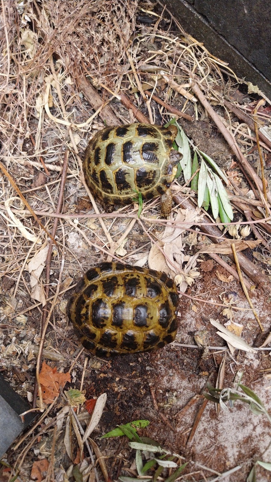 Te Koop koppel Vierteenschildpadden Agrionemys Horsfieldii, Schildpad