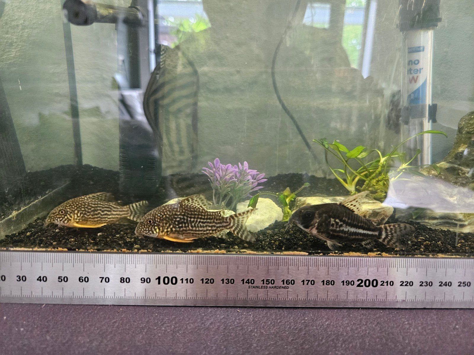 Corydora 3 stuks waarvan koppeltje sterbai, Dieren en Toebehoren, Vissen | Aquariumvissen, Vis