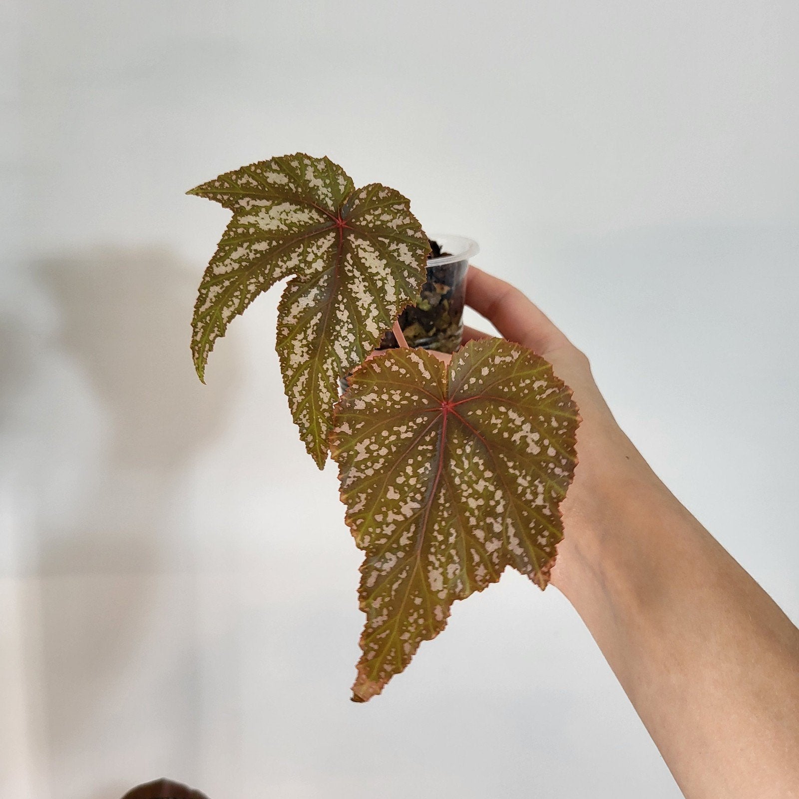 begonia gryphon, Ophalen of Verzenden, Halfschaduw, Minder dan 100 cm
