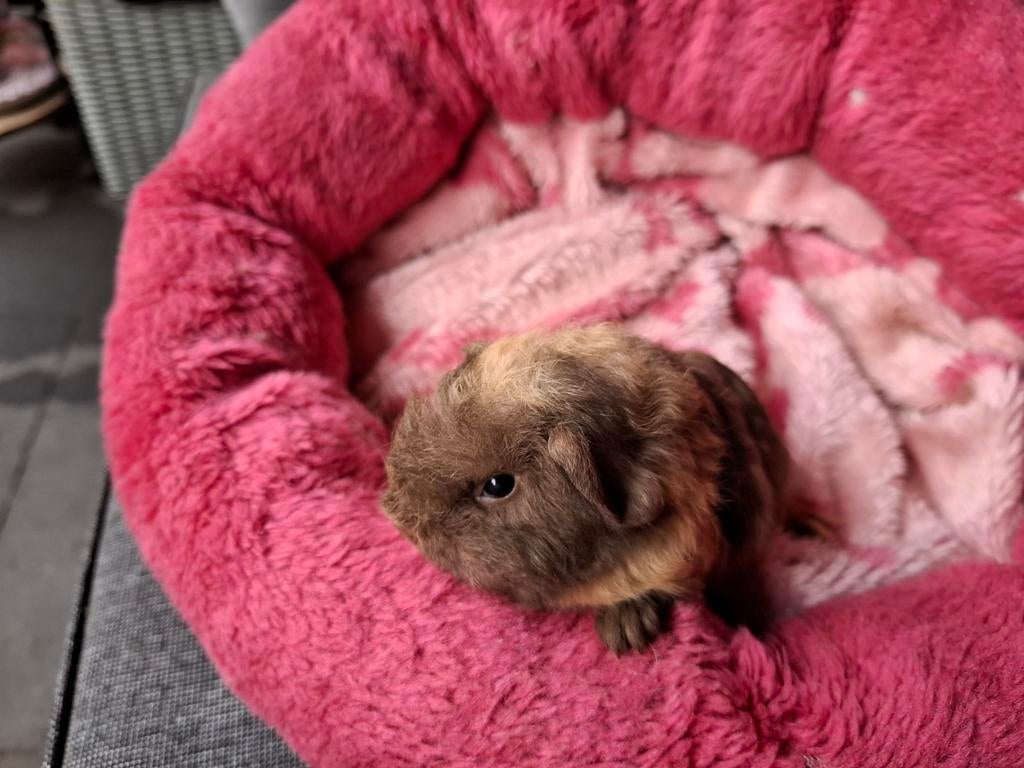 CH cavia beertje te reserveren, Dieren en Toebehoren, Knaagdieren, Mannelijk, Cavia, April, Tam