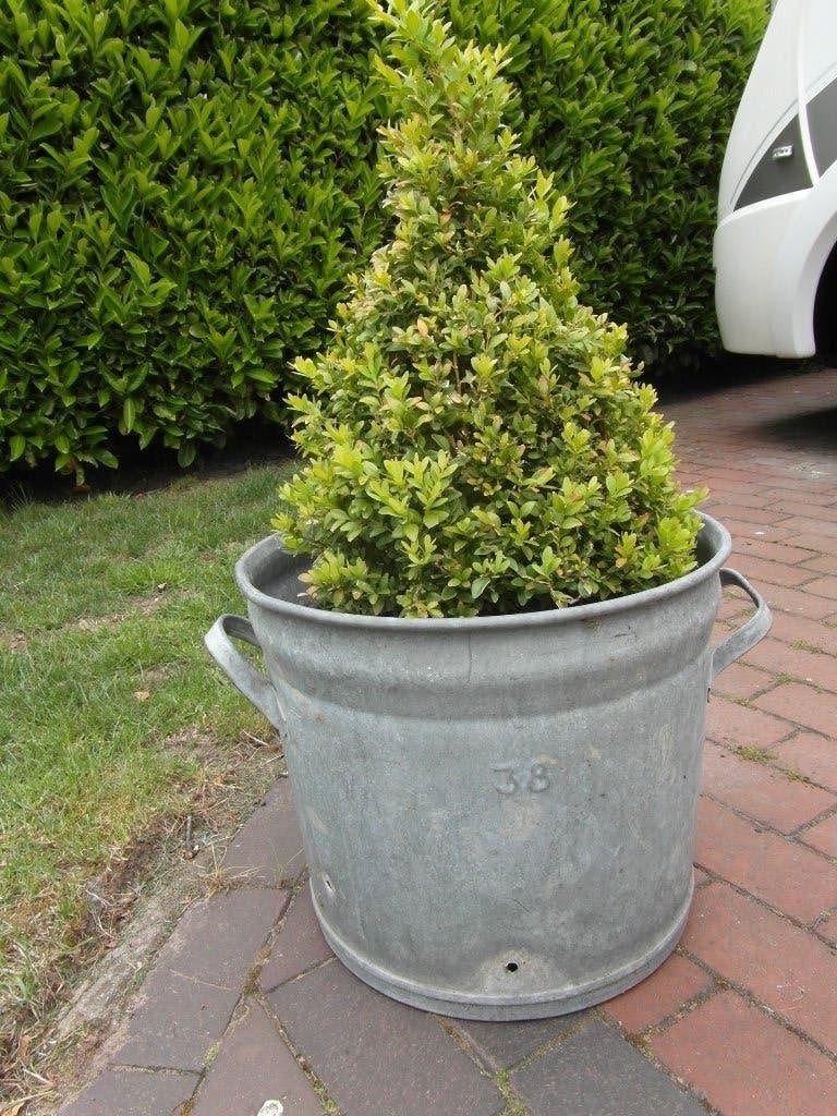 Grote Buxus plant in  teil zink Geheel 78 cm H Elst (U), Volle zon, Vaste plant, Bloeit niet, Ophalen