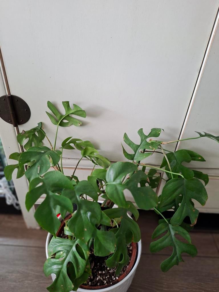 Rhaphidophora Tetrasperma, Huis en Inrichting, Kamerplanten, Ophalen, Halfschaduw, Minder dan 100 cm