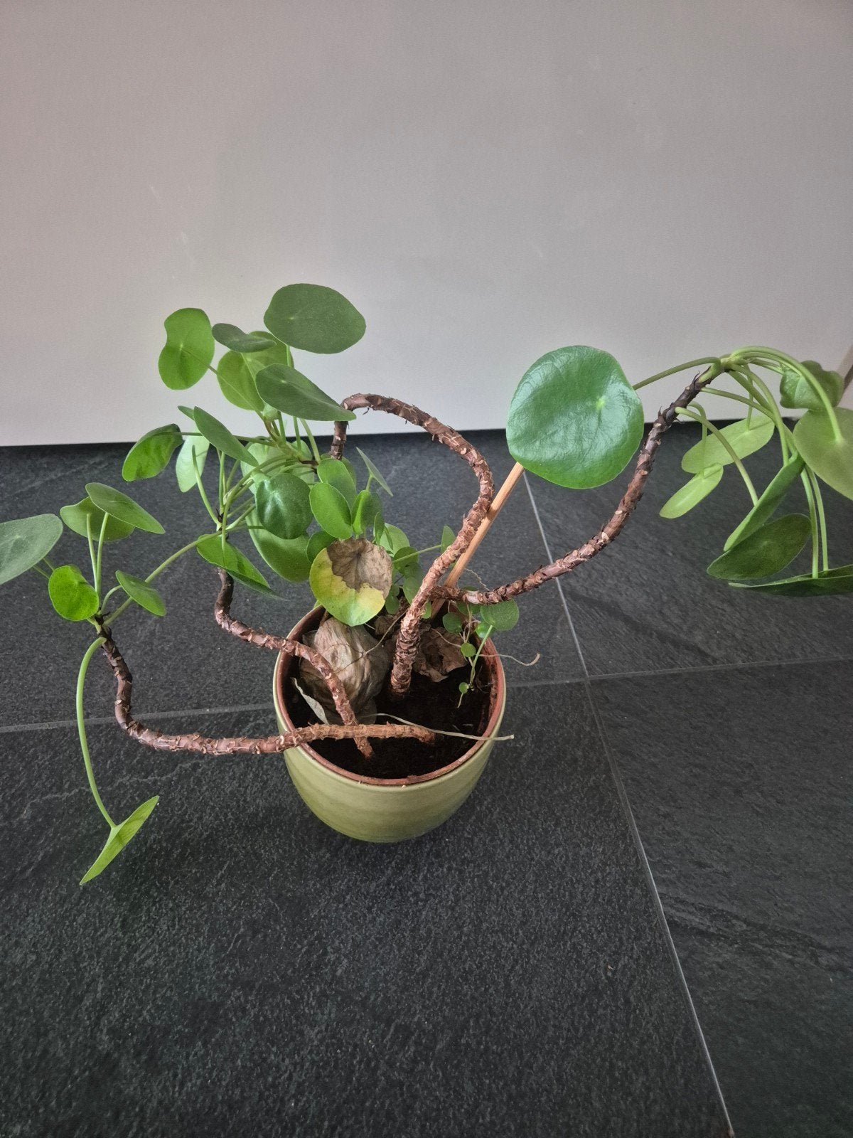 Gratis plant zoekt nieuw baasje in Molenhoek, Ophalen, Overige soorten, Halfschaduw, In pot