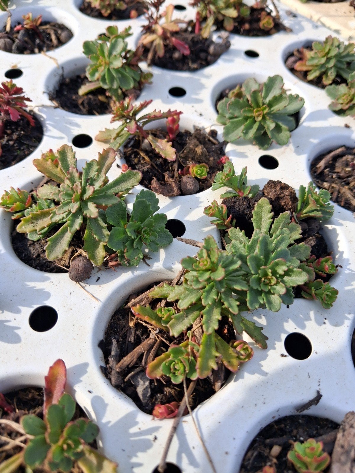 Sedumpluggen voor Groendak - 60 pluggen, 6 soorten, Ophalen of Verzenden, Vaste plant, Bodembedekkers, Volle zon