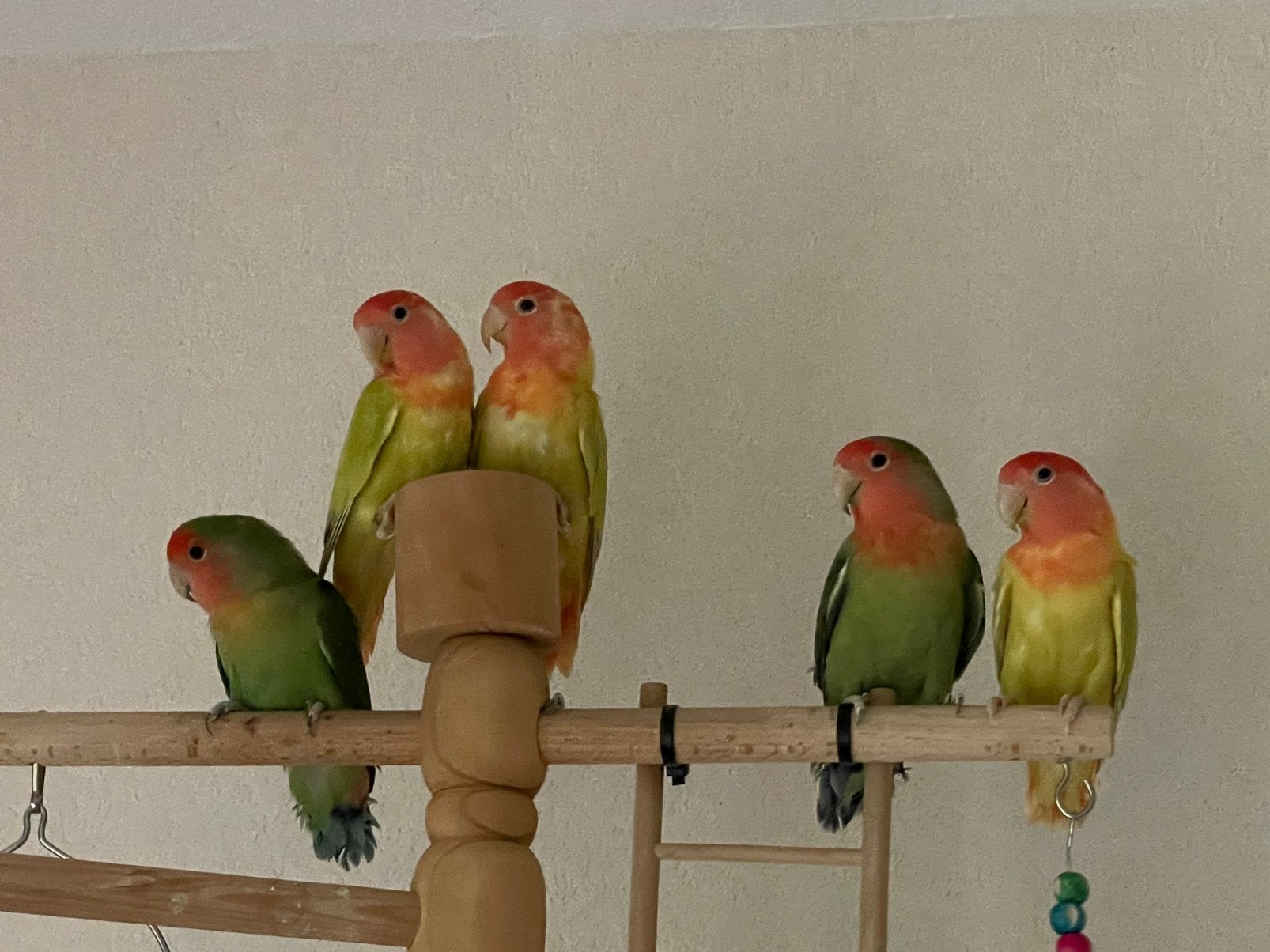Agapornis Dwergpapegaai Lovebird Handtam Diverse Kleuren, Meerdere dieren, Dwergpapegaai of Agapornis, Tam