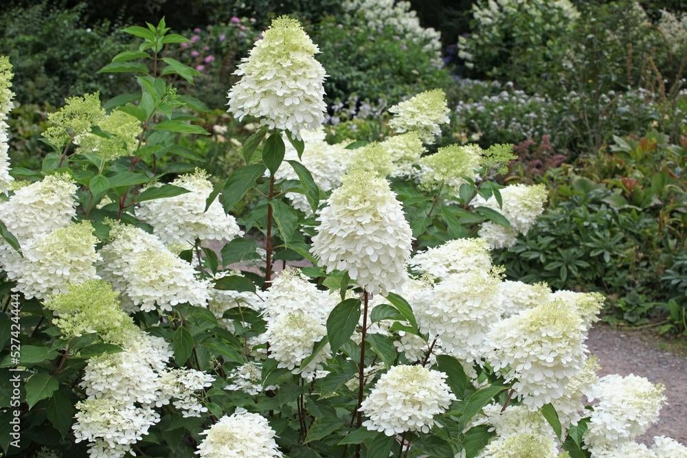 Pluimhortensia, Hydrangea Paniculata Phantom, Tuin en Terras, Planten | Tuinplanten, Vaste plant, Halfschaduw, Zomer, Ophalen
