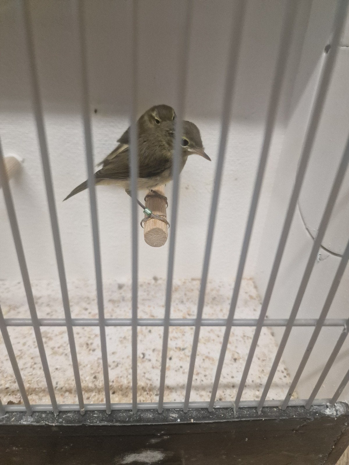 gezocht tjiftjaf's, Dieren en Toebehoren, Vogels | Overige Vogels, Meerdere dieren, Wildzangvogel