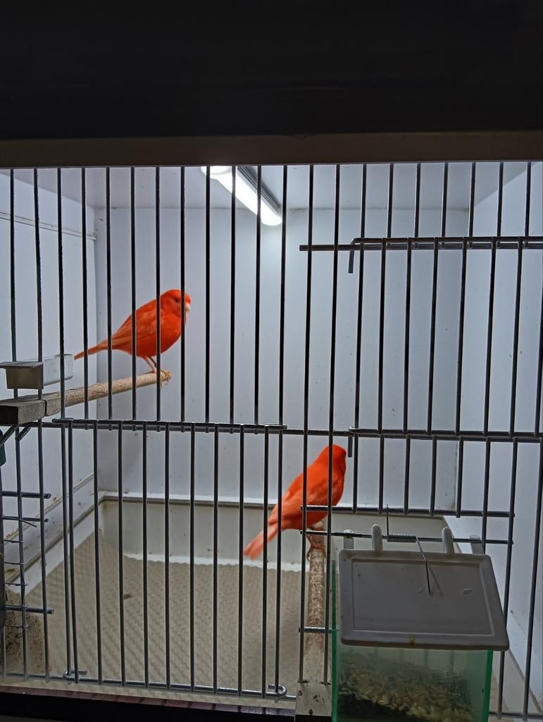 2 intensief rode kanaries, Dieren en Toebehoren, Vogels | Kanaries, Meerdere dieren, Kleurkanarie