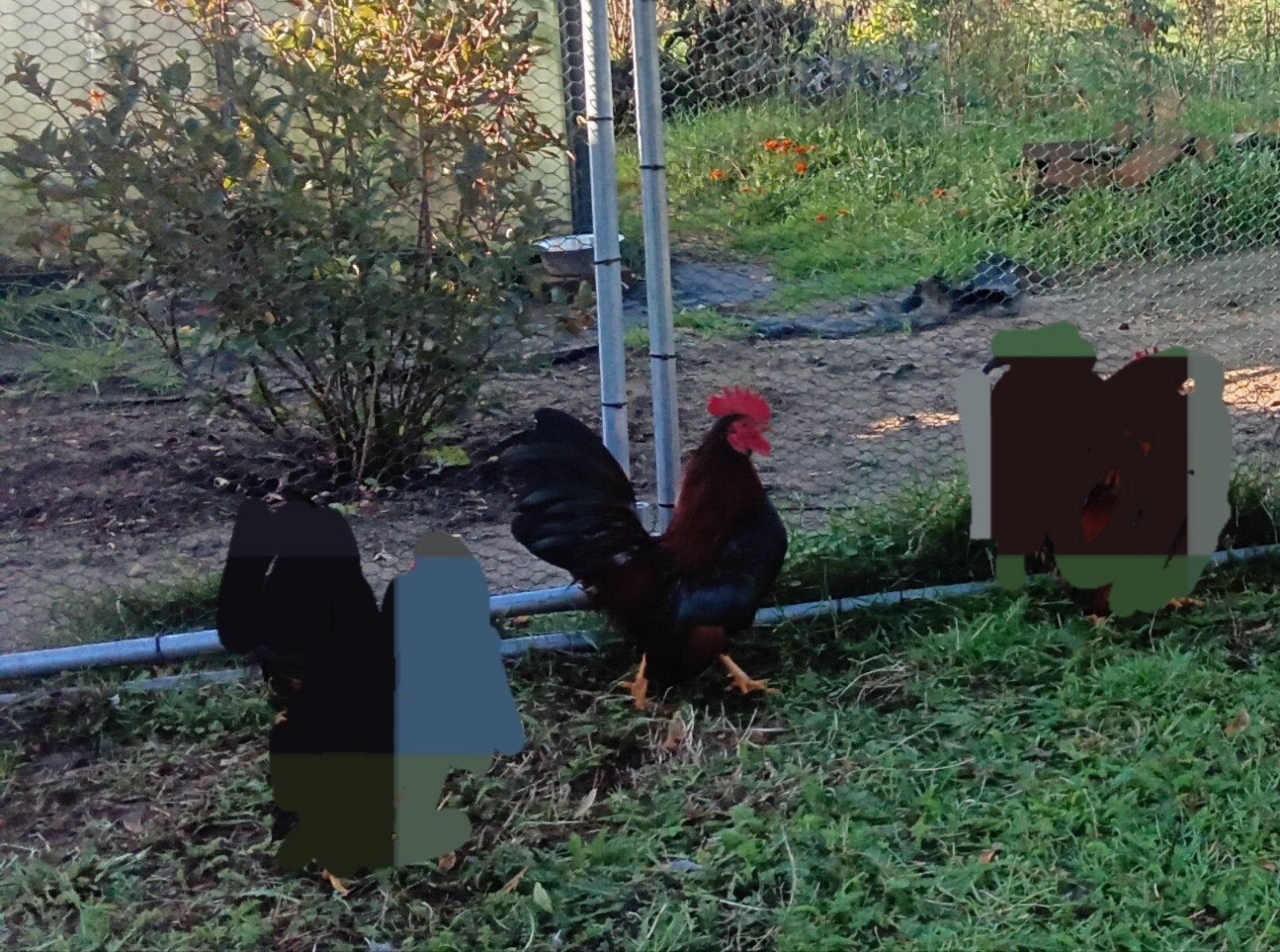 Seramahaantje met of zonder hennetje t.k. in Eibergen, Meerdere dieren, Kip