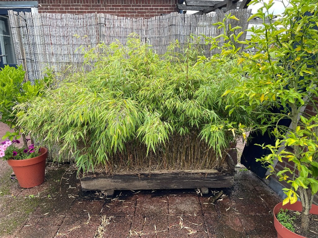 Bamboe, Vaste plant, Bloeit niet, Halfschaduw, Ophalen
