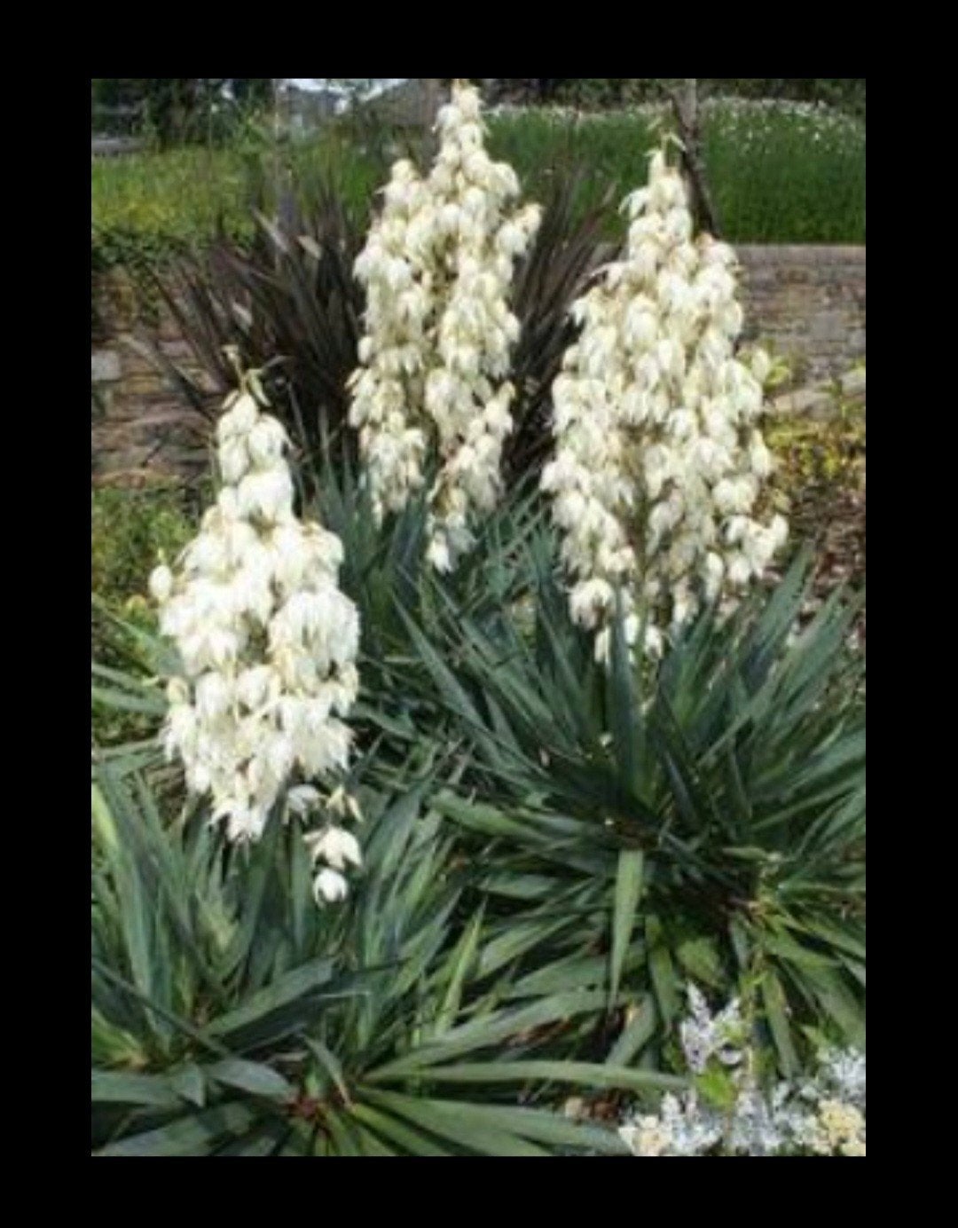 Yucca recurvifolia stekken, Ophalen of Verzenden, Overige soorten, Volle zon