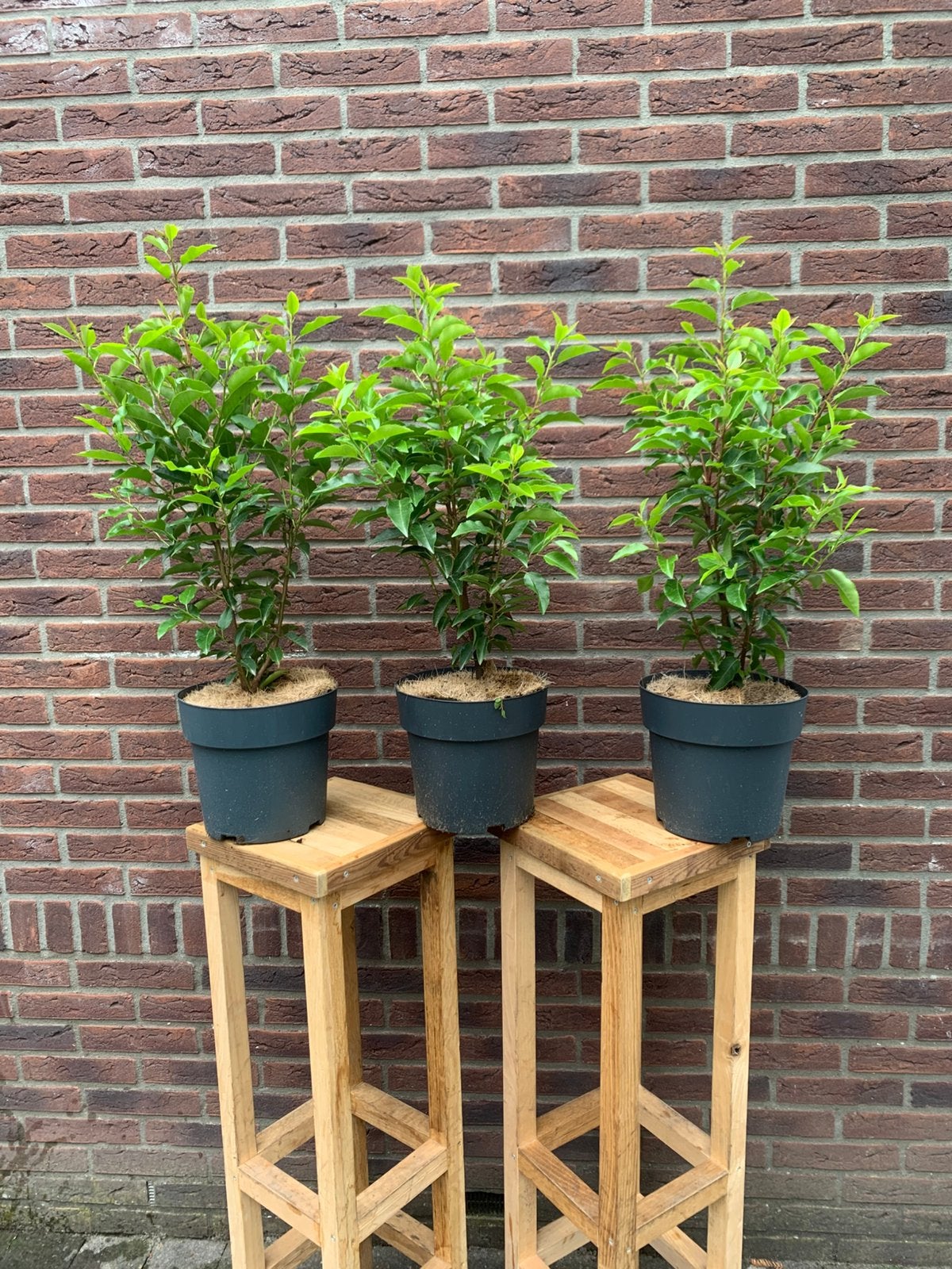 Portugese Laurier - Haagplant in Pot, Tuin en Terras, Planten | Struiken en Hagen, Ophalen, Laurier, Haag, Minder dan 100 cm