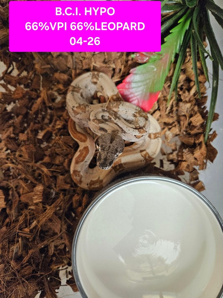 Boa Constrictor Afgodslang Boa Constrictor photo 17