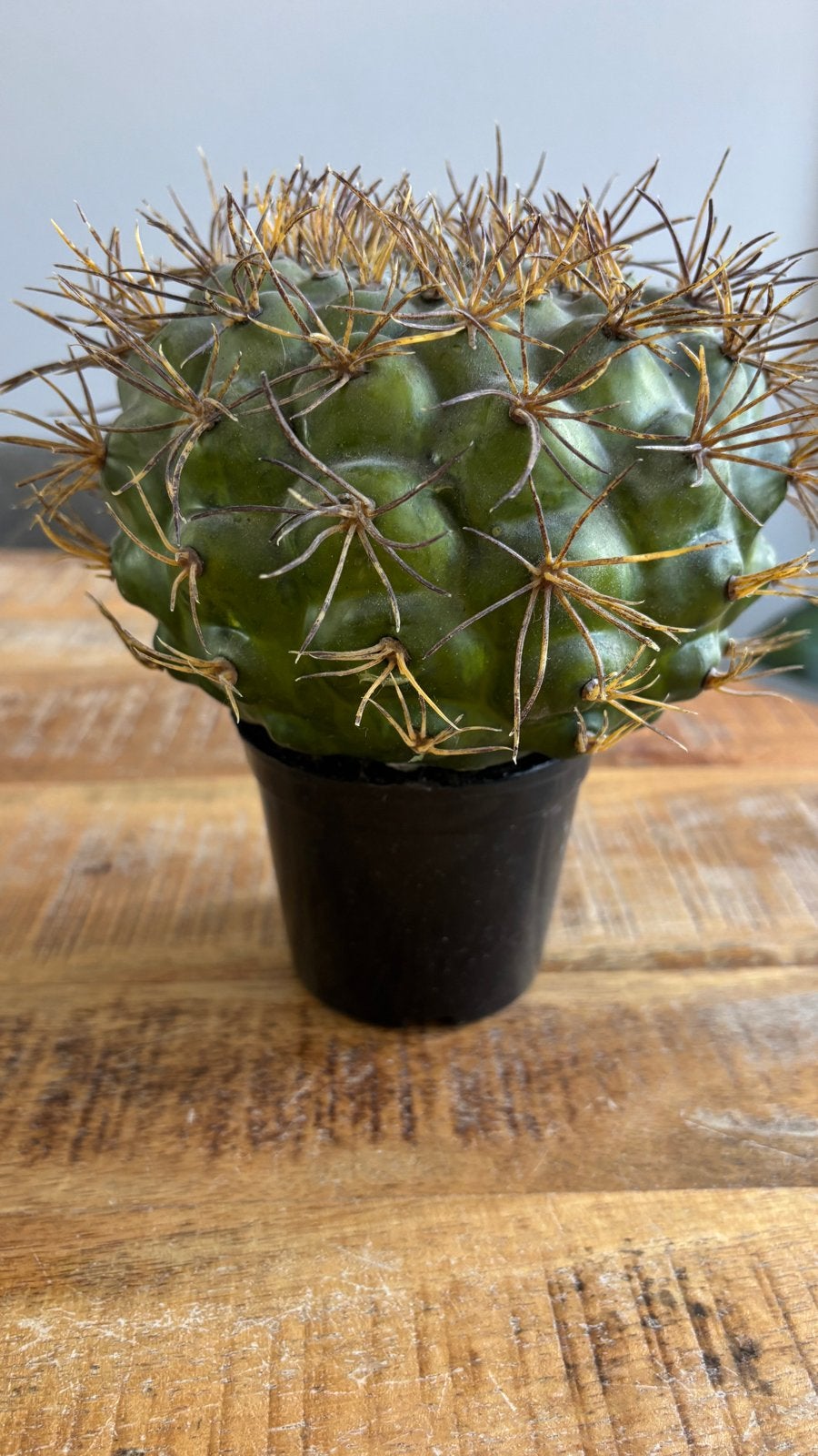 Nep cactus, 20 cm hoog, kunststof plant, Ophalen, Binnen, Groen, Kunstplant