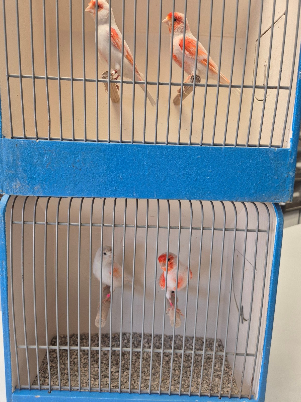 Koppels Rood mozaïek Kanaries, Meerdere dieren