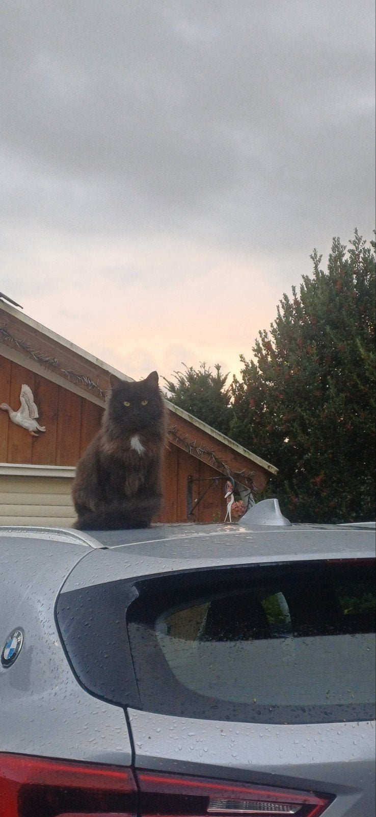 mainecoon poes,, Poes, Langharig, 3 tot 5 jaar