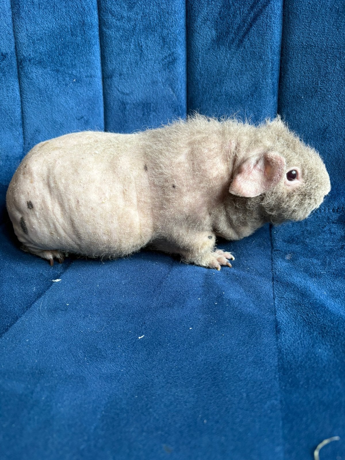 Skinny cavia slate zeugje, Dieren en Toebehoren, Cavia, April, Vrouwelijk, Tam