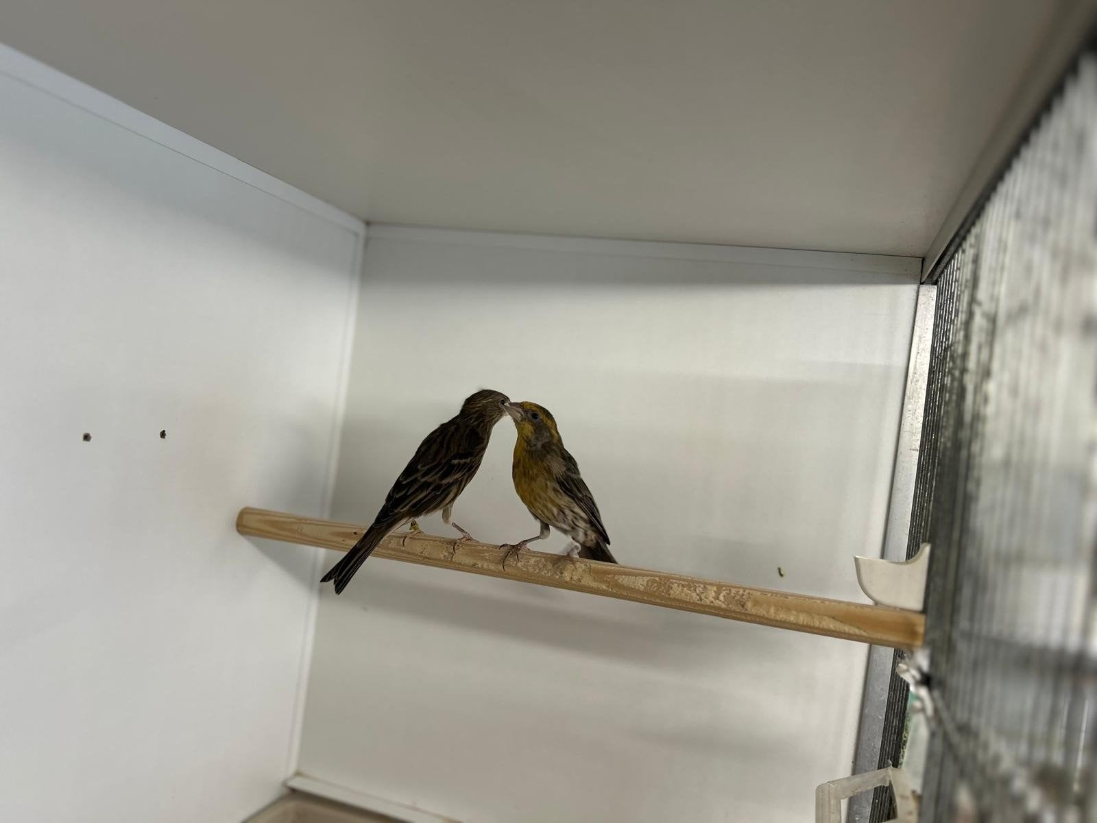 1x1 Mexicaanse roodmussen, Meerdere dieren