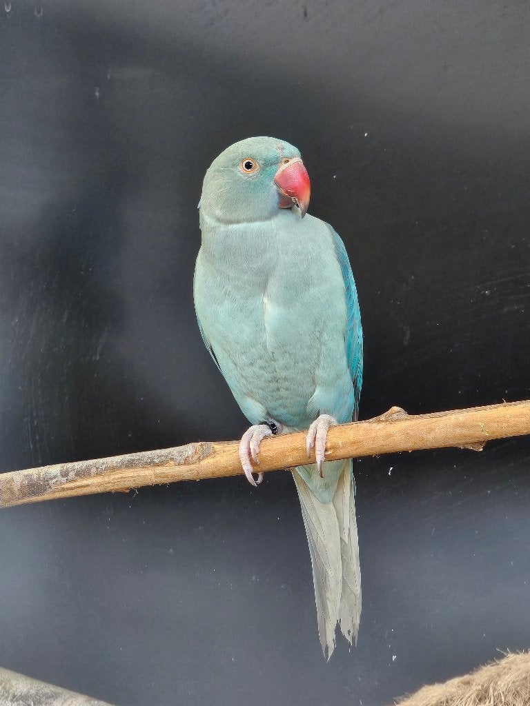 Koppel Halsbandparkieten | Blauw | 2025, Dieren en Toebehoren, Meerdere dieren, Parkiet, Geringd
