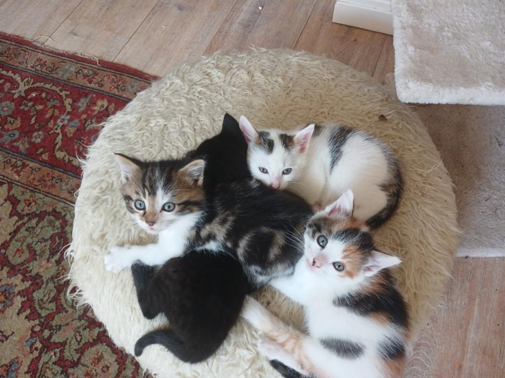 Prachtige kittens, Meerdere dieren, Kortharig, 0 tot 2 jaar